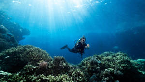 Learn to dive | PADI Diving Courses